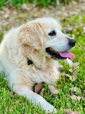 Meet your Posher, RZ